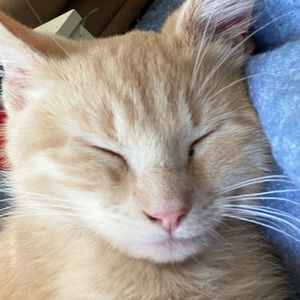 Meet your Posher, Nat